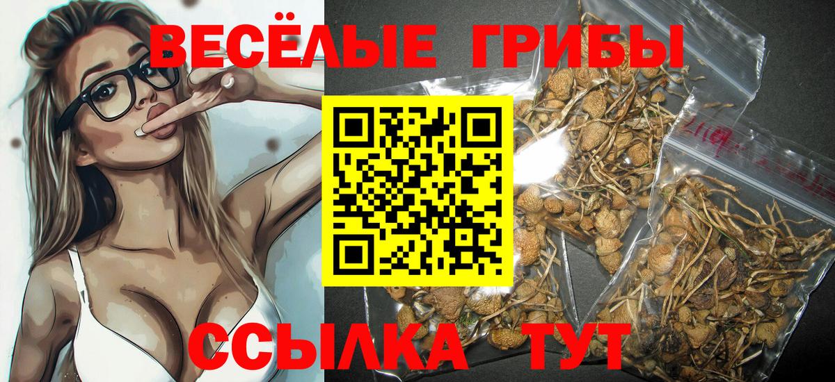 Галлюциногенные грибы Psilocybine cubensis Кореновск