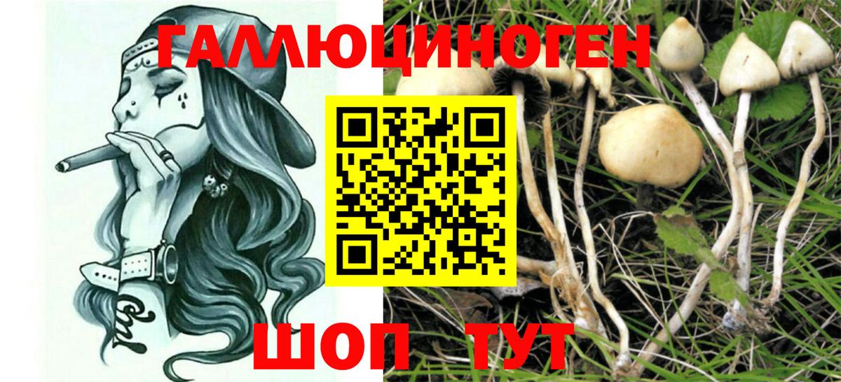 Кореновск  купить   Вход с VPN  Псилоцибиновые грибы ЛСД  Псилоцибиновые грибы мицелий 